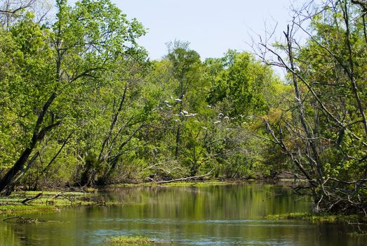 White birds rising from the calm water of a bayou