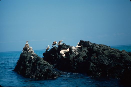 BLUE-FOOTED BOOBIES (Sula nebouxii) in GALAPAGOS ISLANDS, ECUADOR