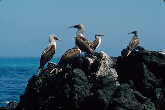 BLUE-FOOTED BOOBIES (Sula nebouxii) in GALAPAGOS ISLANDS, ECUADOR