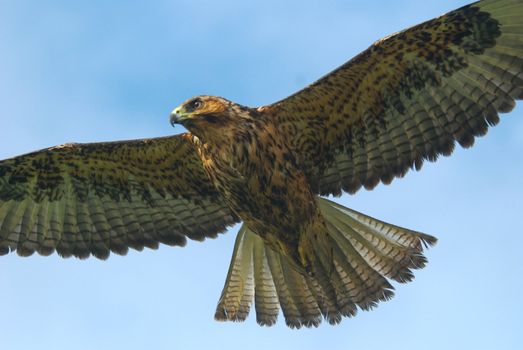 Hawk in flight over the Galapagos Islands