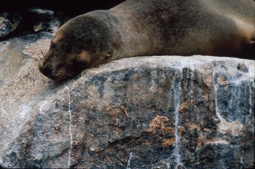 GALAPAGOS SEA LION (Zalophus wollebaeki) sleeping on a rock