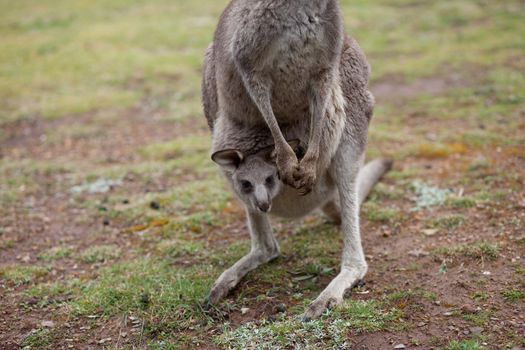 Kangaroo with baby in its pouch, Australia