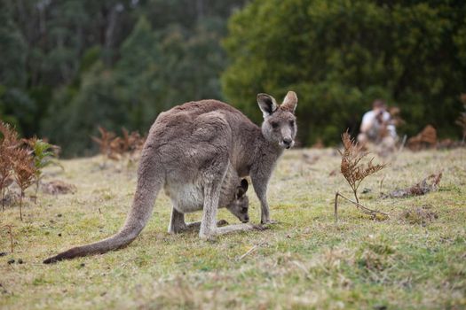 Kangaroo looking at the camera ready to hop