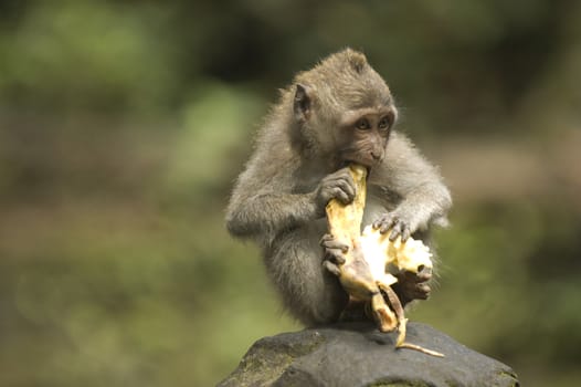 Balinese monkey with banana, Ubud Monkey Forest