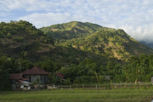 Rice Field and Hillside in Bali, Indonesia