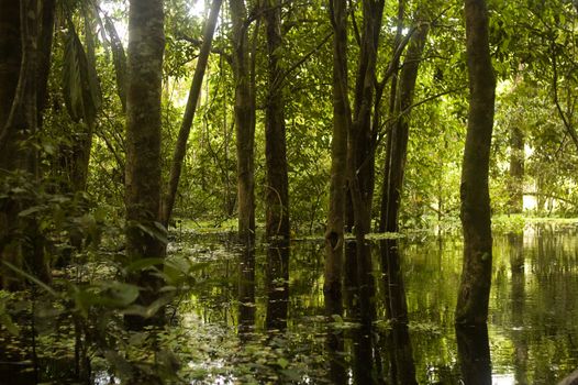 Afternoon sun shining into an AMAZON RAINFOREST swamp