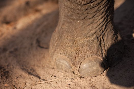 Foot of an AFRICAN BUSH ELEPHANT (Loxodonta africana)