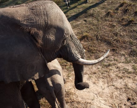 High angle view of AFRICAN ELEPHANT (Loxodonta africana)