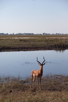 IMPALA (Aepyceros melampus), Chobe National Park, Botswana