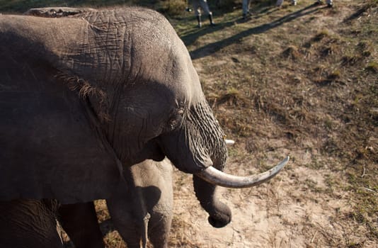 High angle view of AFRICAN BUSH ELEPHANT (Loxodonta africana)