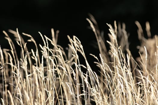 wild wheat grass in a field.....