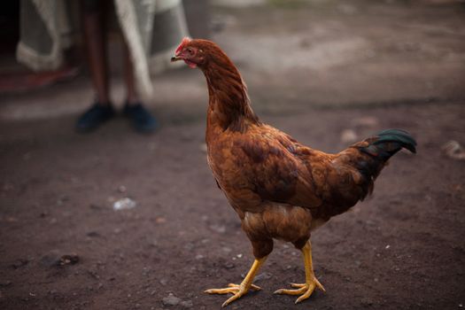 Rooster walking freely in an African village