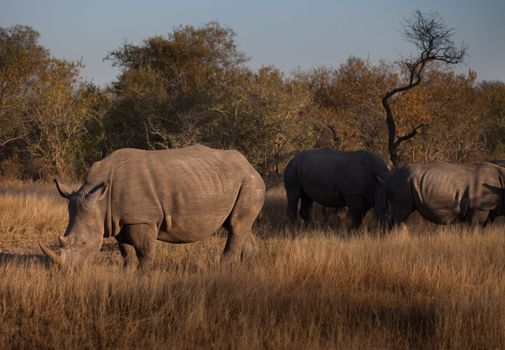 Three rhinoceroses grazing in the bush, South Africa