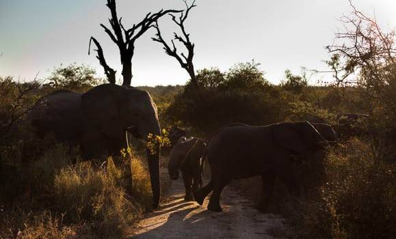 Three AFRICAN BUSH ELEPHANTS (Loxodonta africana) crossing a road