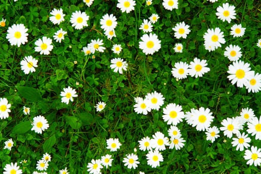 daisies in the meadow on a sunny day