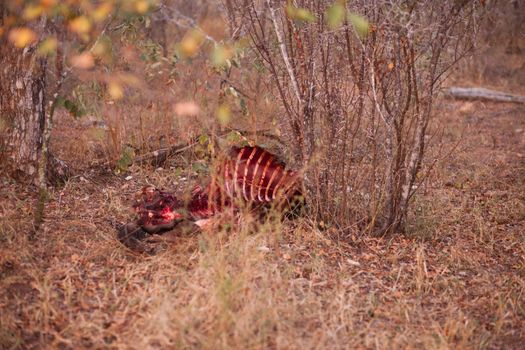 Remains of a dead animal killed by lions