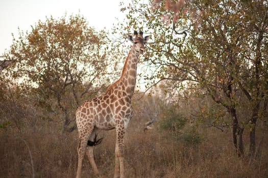 GIRAFFE (Giraffa camelopardalis) in the bush, South Africa