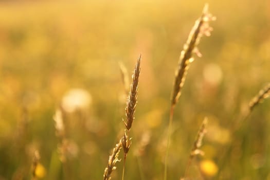 wild wheat grass in a field.....