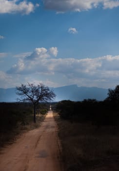 Straight savannah road going off into the distance