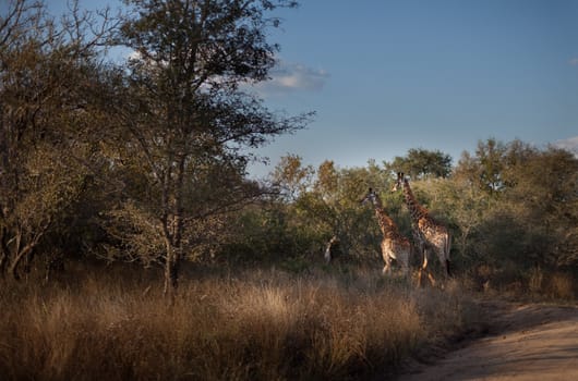Giraffes walking in the bush, South Africa