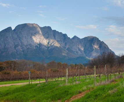 Vineyard and mountain background, Franschhoek, South Africa