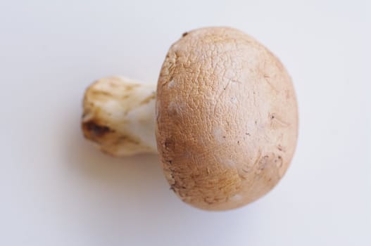 fresh brown button field mushroom on white