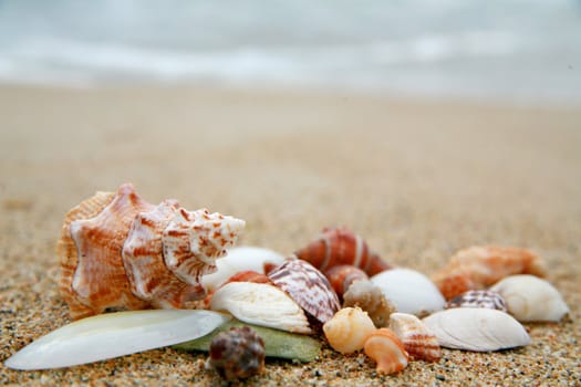 beautiful shells on very nice beach, focus in on the shells (shallow DOF)............