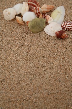 beautiful shells on very nice beach, focus in on the shells (shallow DOF)............