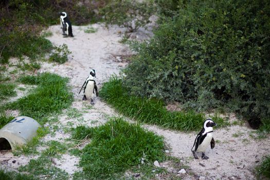 Three African penguins (Spheniscus demersus) walking a path