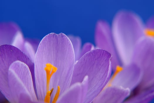 Close-up of beautiful lavender against blue sky