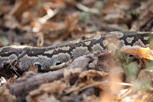 AFRICAN ROCK PYTHON (Python sebae sebae) among leaves