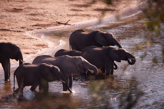 Group of AFRICAN BUSH ELEPHANTS (Loxodonta africana) drinking
