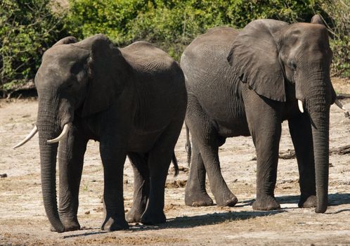 Two AFRICAN BUSH ELEPHANTS (Loxodonta africana) walking