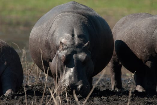HIPPOPOTAMUS (Hippopotamus amphibius) grazing, Chobe National Park