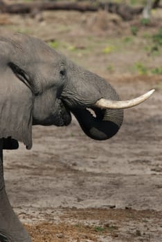 AFRICAN BUSH ELEPHANT (Loxodonta africana) drinking, Chobe National Park