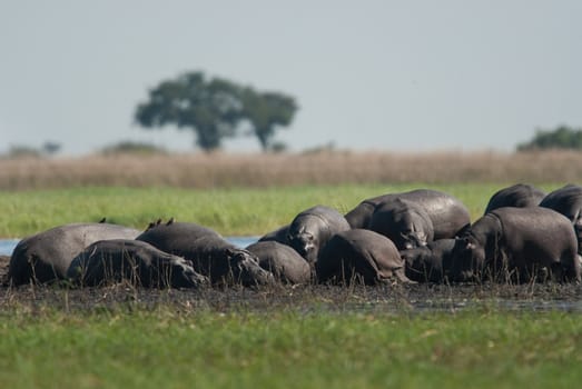 Large group of hippopotamuses in mud, Chobe National Park