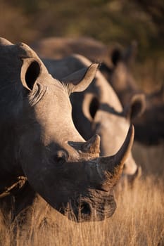 SOUTHERN WHITE RHINOCEROS (Ceratotherium simum simum) grazing