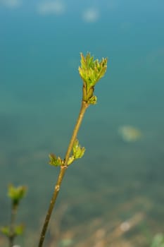 a sprout at spring time on a sunny day