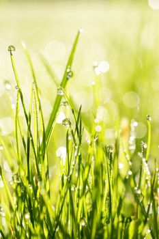 close-up of grass with dewdros, very shallow focus............