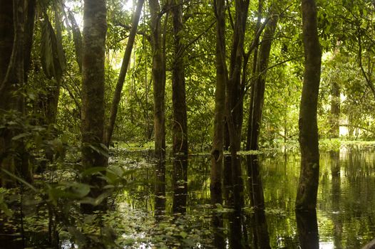 Afternoon sun shining into an AMAZON RAINFOREST swamp