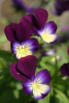 Spring flowers in the field on a sunny day