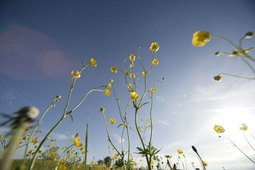 Spring flowers in the field on a sunny day