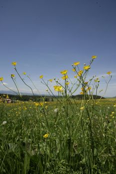 Spring flowers in the field on a sunny day