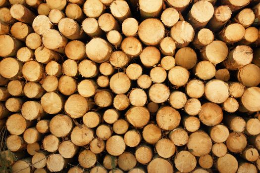 pile, stack of wood, firewood outside in nature