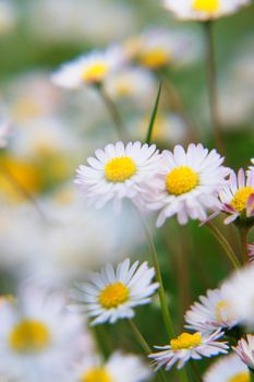 beautiful spring flowers on a very sunny day