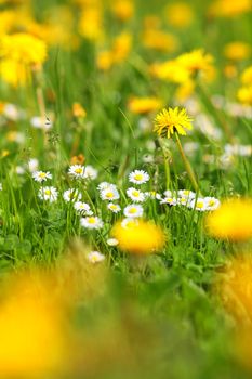 spring flowers in a field VERY SHALLOW DOF!...........