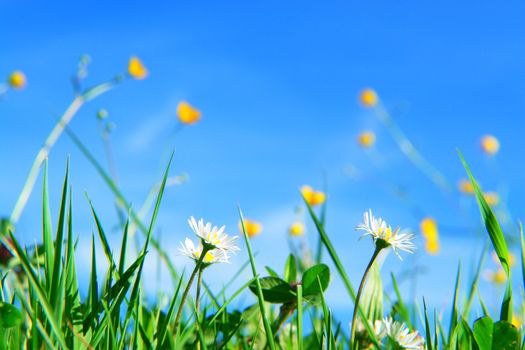 beautiful spring flowers against a blue sky