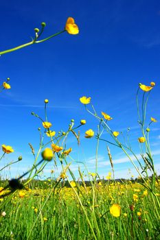 beautiful spring flowers