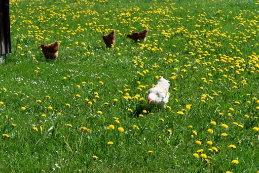 Hen outside in the meadow at spring