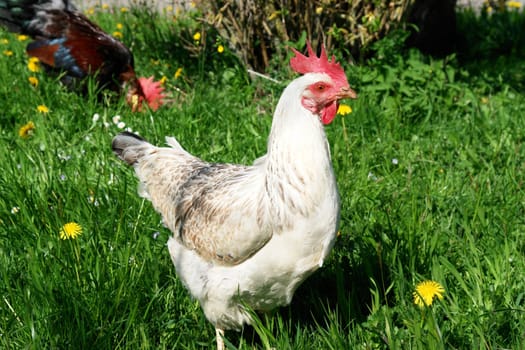 Hen outside in the meadow at spring